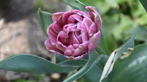 4938-nice tulip Stock Photos