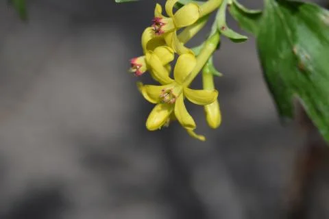 4940-currant flower Stock-Fotos