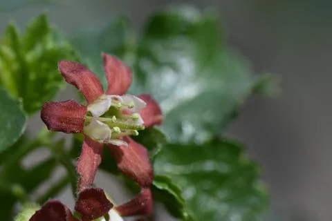 4942-spring flower Stock Photos