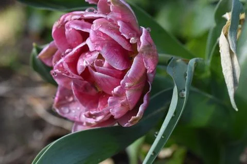 4945-nice tulip Stock Photos