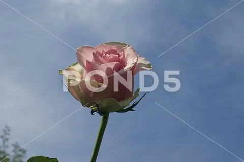 4960-pink rose in the sunshine Stock Photos