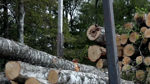 497 birch trees cut piled up and trees standing at the back Stock Footage 32304548