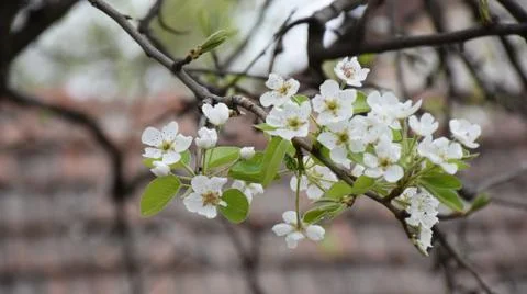4970-tree blossoms Stock Photos