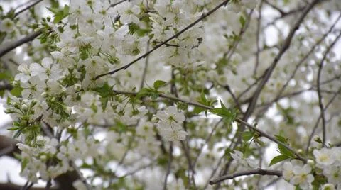 4972-tree blossoms Stock Photos