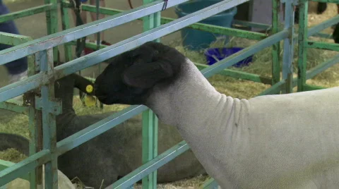 4H sheep at county fair Stock Footage 878628