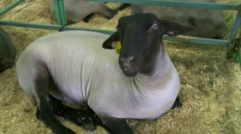 4H sheep at county fair Stock Footage 878651