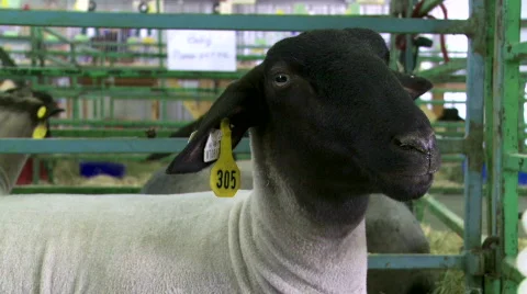 4H sheep at county fair Stock Footage 878717