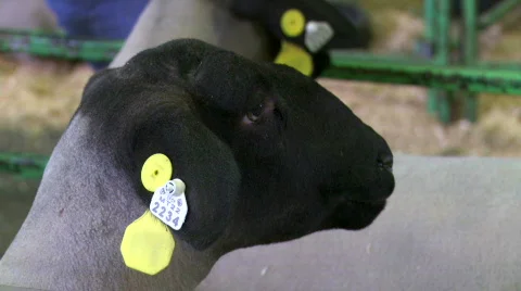 4H sheep at county fair Stock Footage 878729