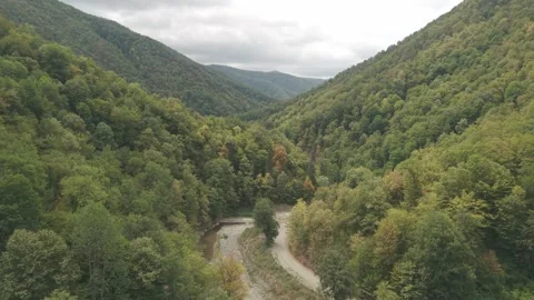 4K 10-bit low flying drone shot skimming over pine trees, a dirt road, and a Stock Footage 336485086