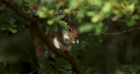 4K 100fps Garden Grey Squirrel Stock Footage 246713459