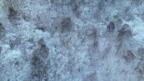 4K 10Bit Drone Flight Over Snowy Forest in the Netherlands Stock Footage 334837542