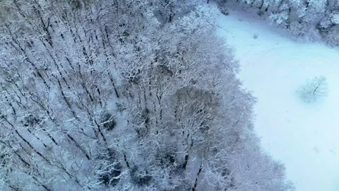 4K 10Bit Winter Forest Drone Footage at Sunrise Stock Footage 334837597
