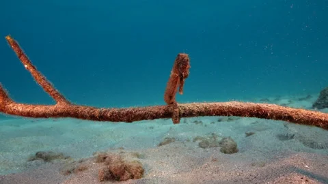 4K 120 fps Slow Motion Seascape with Seahorse on the sandy ground Stock Footage 167694072