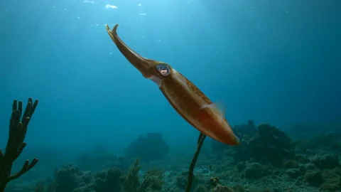 4K 120 fps Slow Motion Seascape with Reef Squid in the coral reef Stock Footage 168348136
