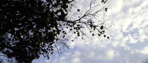 4k 120fps leaves on tree blowing in wind backlit by blue sky Stock Footage 164016423