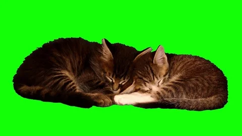 4k 2 funny kittens are sleeping together Video stock 71524203