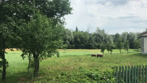 4k 2 sheeps Stock Footage 156604531