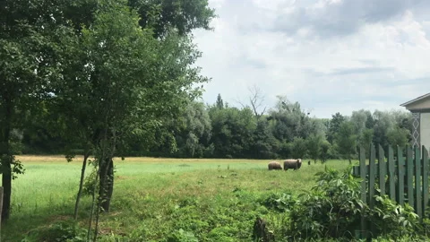4k 2 sheeps in village Stock Footage 156604641