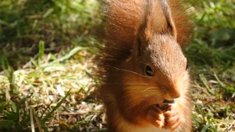 4K 2160 pixel frame height Squirrel in Norway Stock Footage 155124792