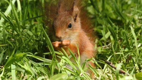 4K 2160 pixel frame height Squirrel in Norway Stock Footage 155124889