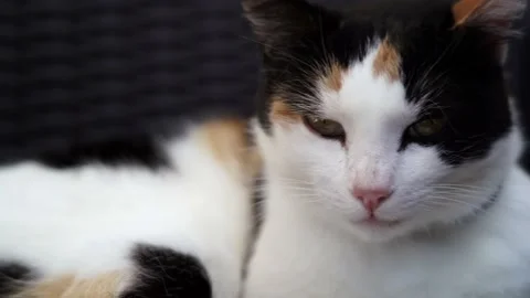 4K 24 fps close up video of a white, black and orange spotted female cat lick Video stock 130248487