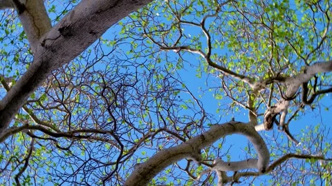 4k 24pfs upward clockwise rotating spin of manchineel (manzalina) tree  in Stock-Footage 245702784