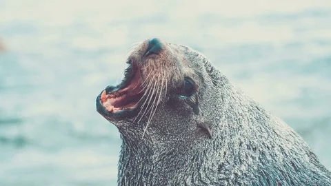4k - 2.5D parallax effect of a sea lion roaring Video stock 71967950