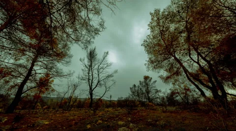 4K 25p Charred pine trees in autumn forest after the fire,timelapse pan Stock Footage 56252145