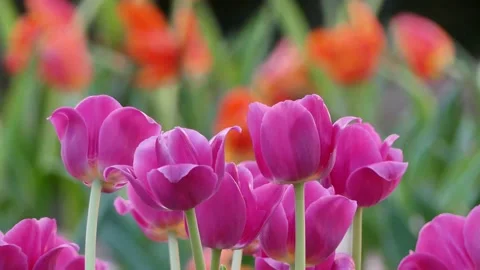 4K, 3 clips of tulips in garden, very fresh time in summer. Stock Footage 146282911