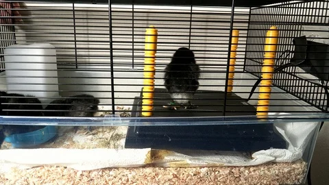 4k. 3 days old black chicks in the brooder. Preparing for cleaning. 스톡 동영상 107163591