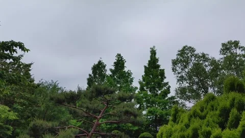 4K 30 01 Walking Between Thuja Trees Stock Footage 330282351