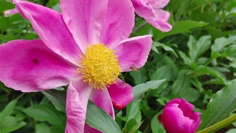 4K 30 02 Open Pink Peony Bee Stock Footage 330282052