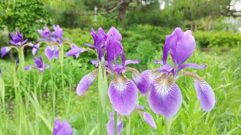 4K 30 04 Purple Iris Bloom Stock Footage 330282000