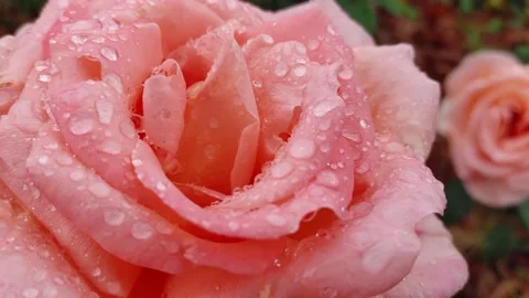 4K 30 05 Dew Pink Rose Vidéo 330281822