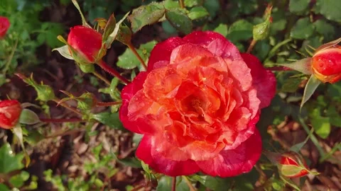 4K 30 08 Red Rose Bloom Stock Footage 330282336