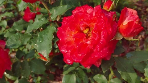 4K 30 09 Rain Red Rose Stock Footage 330282355
