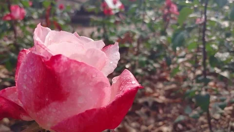 4K 30 12 Rain Bicolor Rose Video stock 330282430