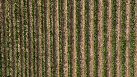 4K 30 FPS Birdseye View of Vineyard Rows in Western Australian Winemaking Stock Footage 244779281