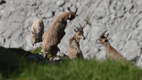 4K 30fps Slow Motion - Young Ibexes Playing in Bavarian Alps (June) 動画素材 279918950