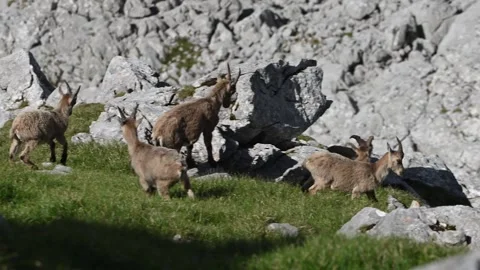 4K 30fps Slow Motion - Young Ibexes Playing on Rocks in Bavarian Alps (June) 動画素材 279919481