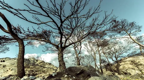 4K 30p Burned pine trees on top of rocky mountain knoll,barren ground,timelapse Stock Footage 56433644