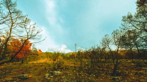 4K 30p Half burned forest charred pine trees in forest blossoming,timelapse pan Stock Footage 56249343