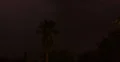4K 30p - Palm tree surrounded by extreme lightning time lapse 4k or 4k+ Resolution