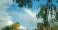 4K 30p  wide  Curved slider sky shot time lapse upshot around tree 4k or 4k+ Resolution