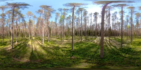 4K 360 VR immersive video of View of the Pinus Sylvestris trees in the forest Stock Footage 90937270