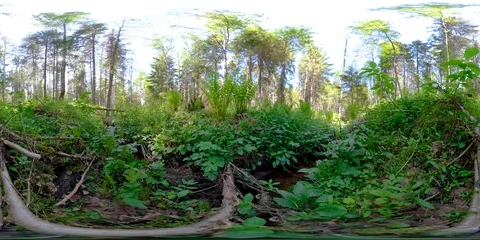 4K 360 VR immersive video of Tall spruce trees in the forest in Estonia Stock Footage 90945219