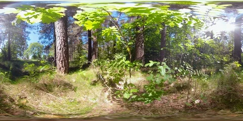 4K 360 VR immersive video of The oak tree on the forest in Estonia Stock Footage 90952224