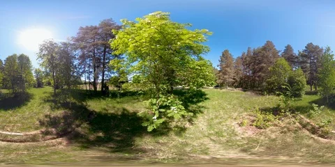 4K 360 VR immersive video of The bush of green plants on the forest in Es Stock Footage 90953231
