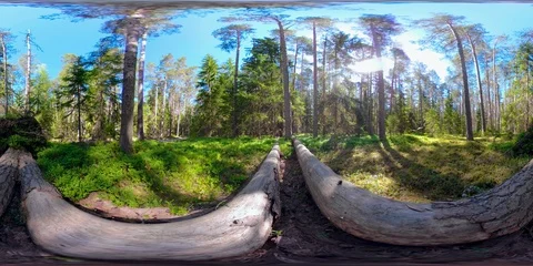 4K 360 VR immersive video of The tall trees on the forest in Estonia on a Stock Footage 90954850