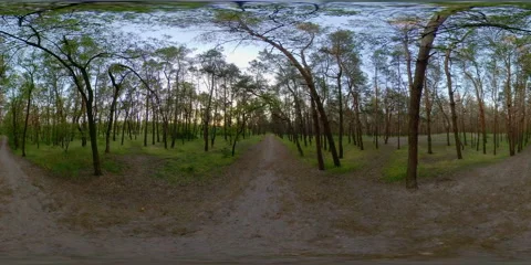 4K 360 VR Pine forest in early spring Video stock 154613104
